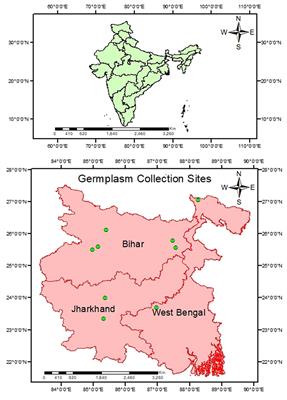 Evaluation of lablab bean [Lablab purpureus (L.) sweet] genotypes: unveiling superior pod yield, nutritional quality, and collar rot resistance